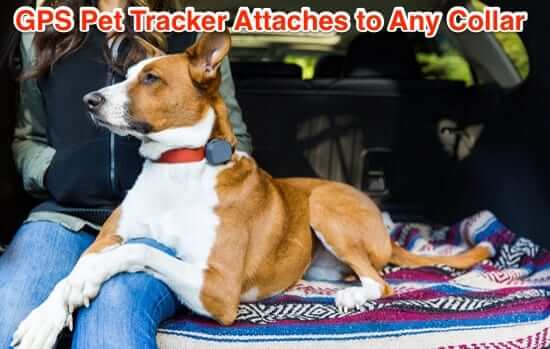 GPS dog cat collar pet tracker tracking device