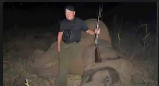 godaddy kills elephant