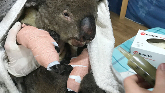 koala australian wildfires