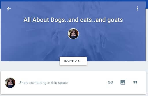 new google space all about dogs cats goats