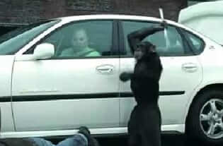 parking trunk monkey
