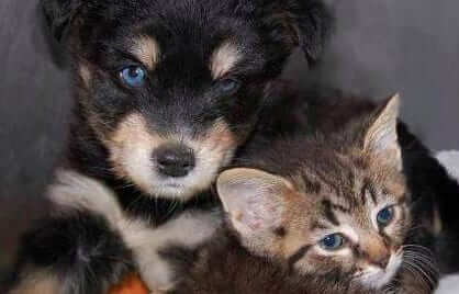 puppy and kitten kitty
