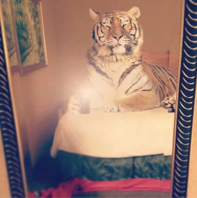 real tiger selfie