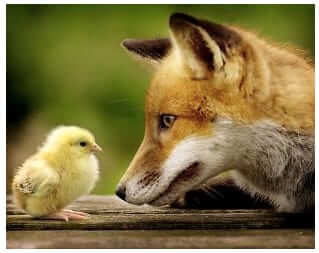 the fox guarding the henhouse